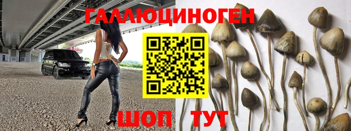 Строитель  Галлюциногенные грибы Cubensis  Вход с VPN 