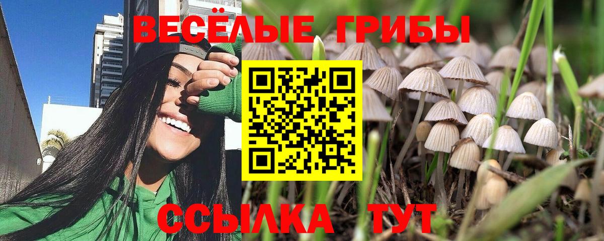Галлюциногенные грибы Cubensis Строитель